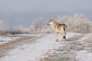 beautiful dog in front of icy winter landscape.