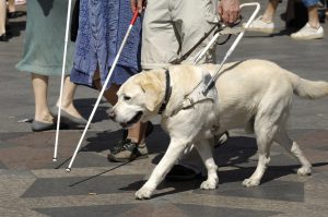 Guide dog