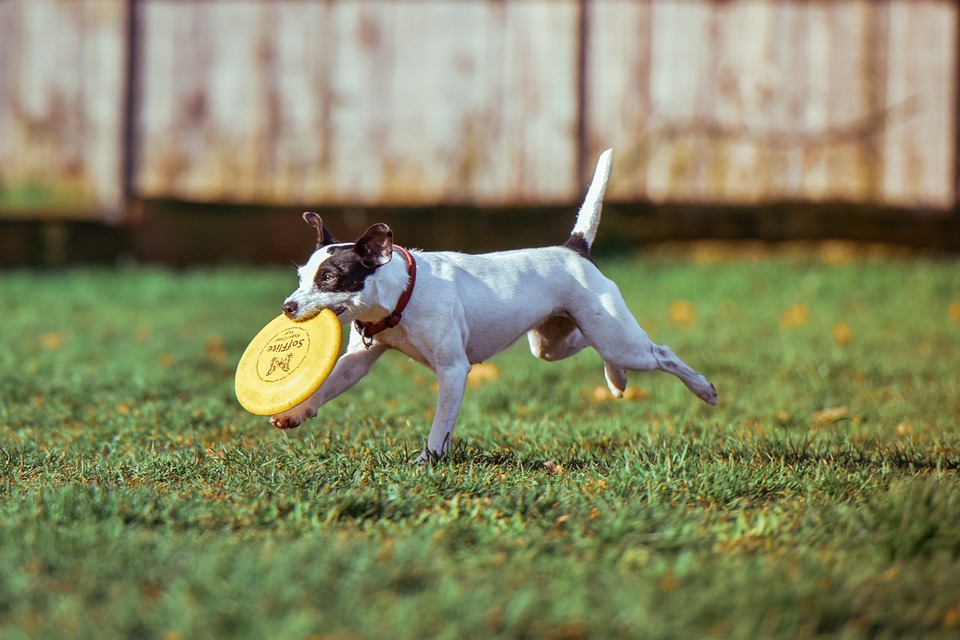 Din hund och motion