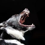 Hund som gapar