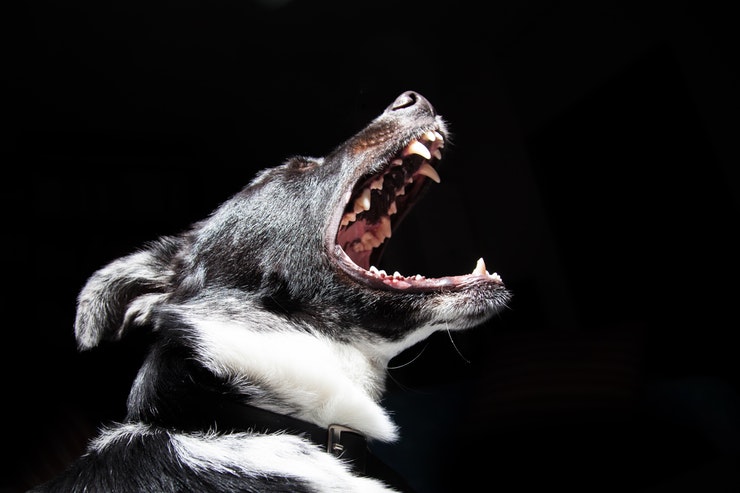 Hund som gapar